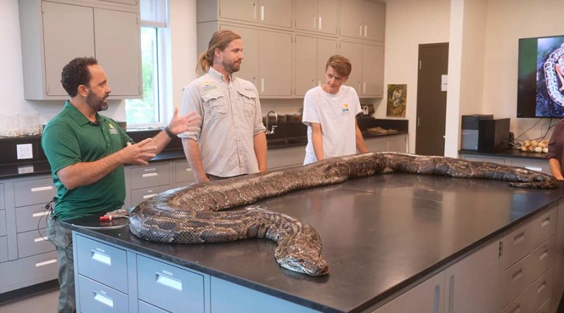 Encuentran la pitón más grande de Florida, medía más de 5 metros