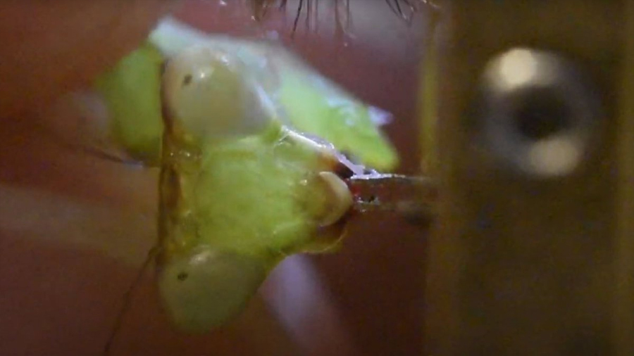 Crean un sensor capaz de medir la fuerza de mordedura de un insecto