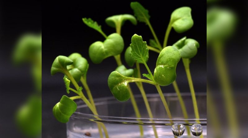 Con fotosíntesis artificial lograr producir alimentos evitando la luz