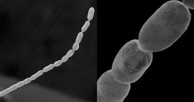 Descubren la bacteria más grande del mundo: mide hasta 2 centímetros