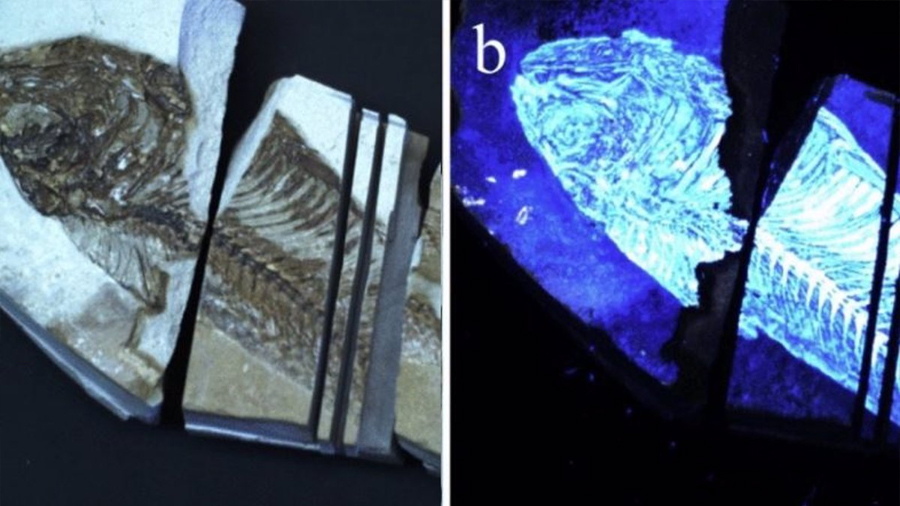 Crean una cámara fluorescente única para detectar vida fuera de la Tierra