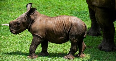 Ale, el nuevo rinoceronte blanco del zoológico de Cuba
