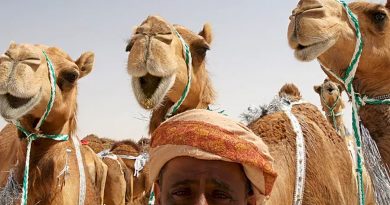 Estudian la 'superinmunidad' de las llamas y camellos para crear antivirales inhalados contra el Covid