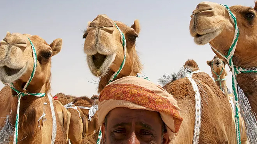 Estudian la 'superinmunidad' de las llamas y camellos para crear antivirales inhalados contra el Covid