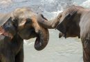 ¿Los parásitos pueden transmitirse en grupos sociales? Esta es la contradictoria experiencia entre elefantes asiáticos