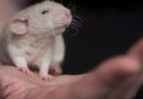 Un antirretroviral mejora la capacidad cognitiva en ratones con síndrome de Down