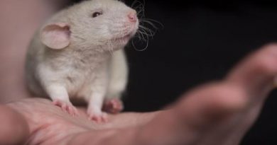 Un antirretroviral mejora la capacidad cognitiva en ratones con síndrome de Down