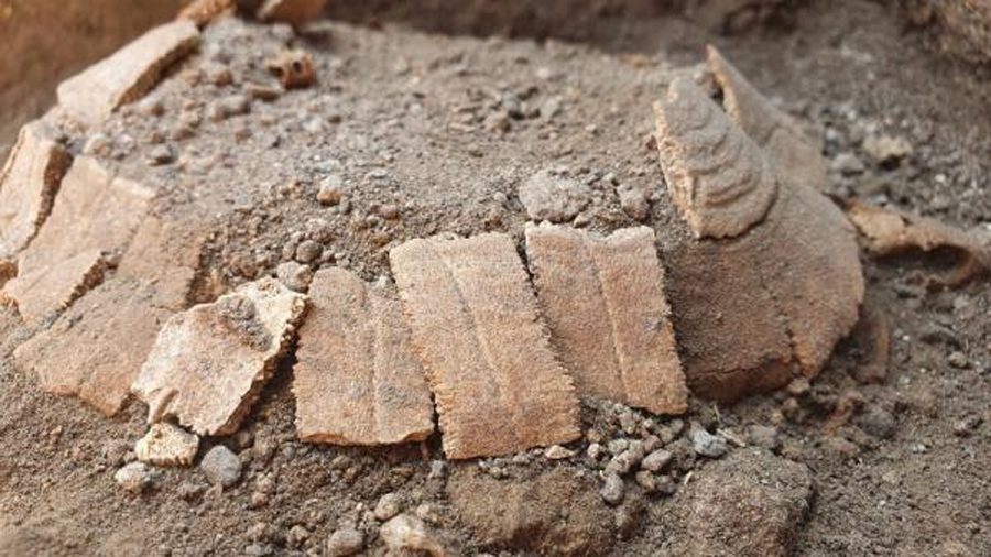 Descubren los restos de una tortuga embarazada de 2.000 años de antigüedad