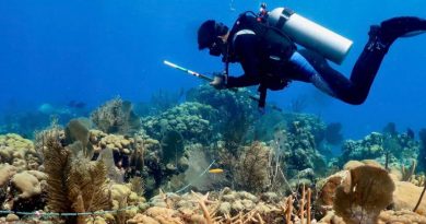 Catástrofe lleva a la extinción a los corales del Caribe mexicano: UNAM