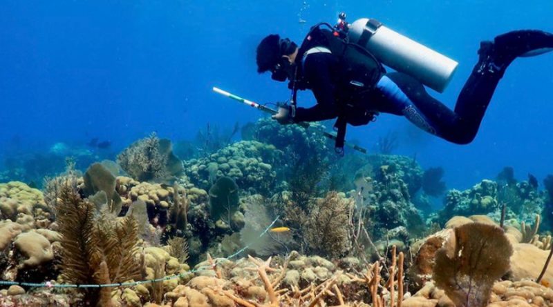 Catástrofe lleva a la extinción a los corales del Caribe mexicano: UNAM