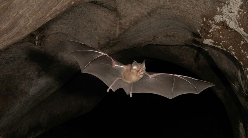 Las células de murciélagos no se infectan de covid-19, según un estudio
