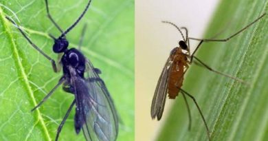 Luz en el misterio evolutivo de los insectos macho sin padre