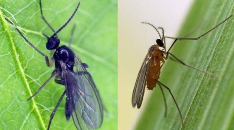 Luz en el misterio evolutivo de los insectos macho sin padre
