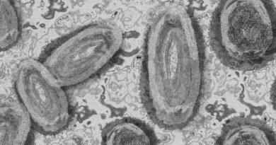 El virus de la viruela del mono ha mutado para adaptarse a los humanos: estudio en Nature