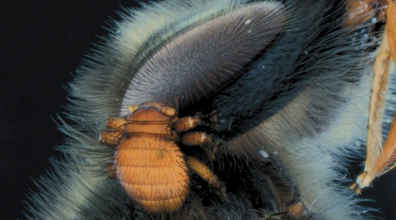 El poderoso mecanismo de agarre del piojo de la abeja podría imitarse y aplicarse en robots