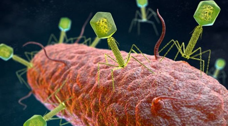 Descubren que los virus que infectan a bacterias se comunican para contagiar