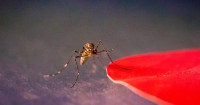 La ciencia ha descubierto por qué este olor te hace mucho más atractivo para los mosquitos