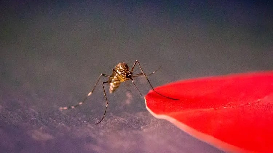 La ciencia ha descubierto por qué este olor te hace mucho más atractivo para los mosquitos