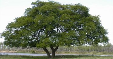 Pacará: El 'árbol jabón'