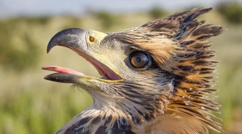 El águila que llora está en peligro: el 70% de sus crías no llega a la adultez