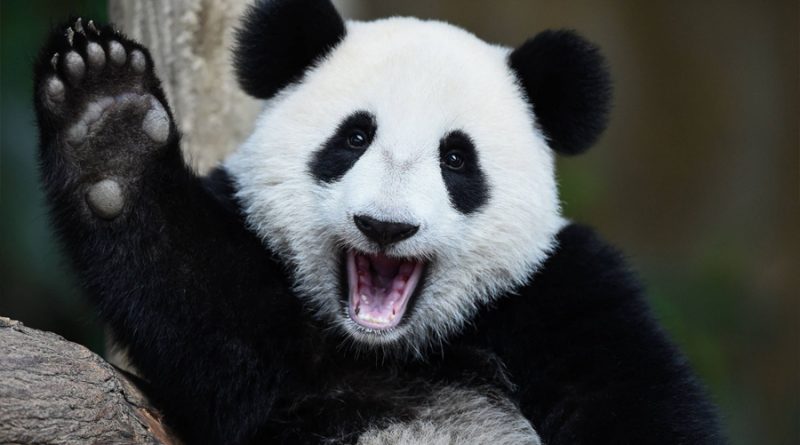 Científicos investigan por qué los pandas gigantes tienen un pulgar falso