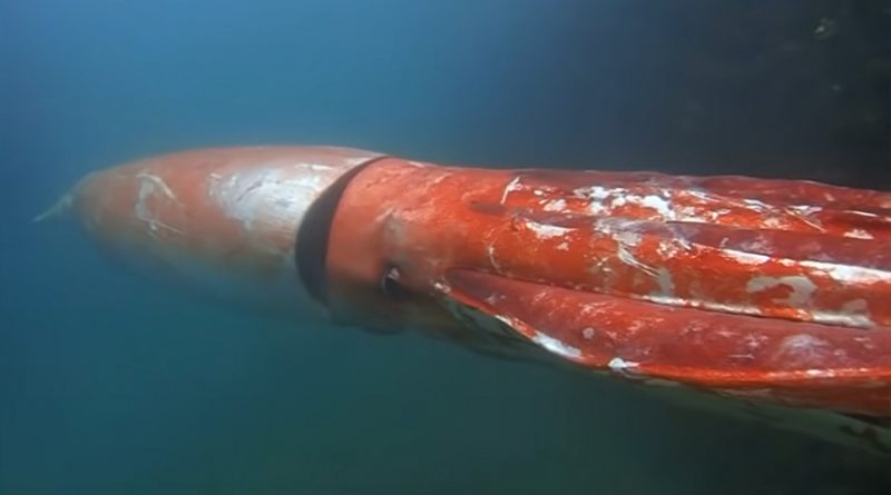 Calamar gigante de 3 metros quedó captado en video por un buceador