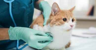 Descubren el virus causante de una misteriosa enfermedad que afecta a los gatos europeos