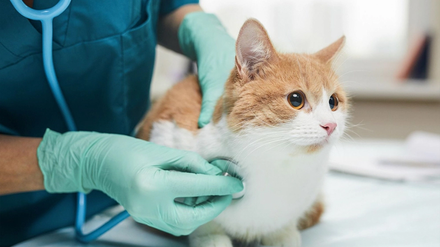 Descubren el virus causante de una misteriosa enfermedad que afecta a los gatos europeos