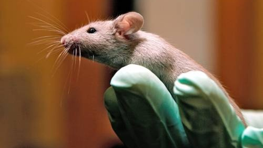 Crean científicos japoneses clones de ratones con células liofilizadas