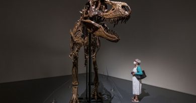 Sale a subasta el esqueleto de un dinosaurio de 77 millones de años