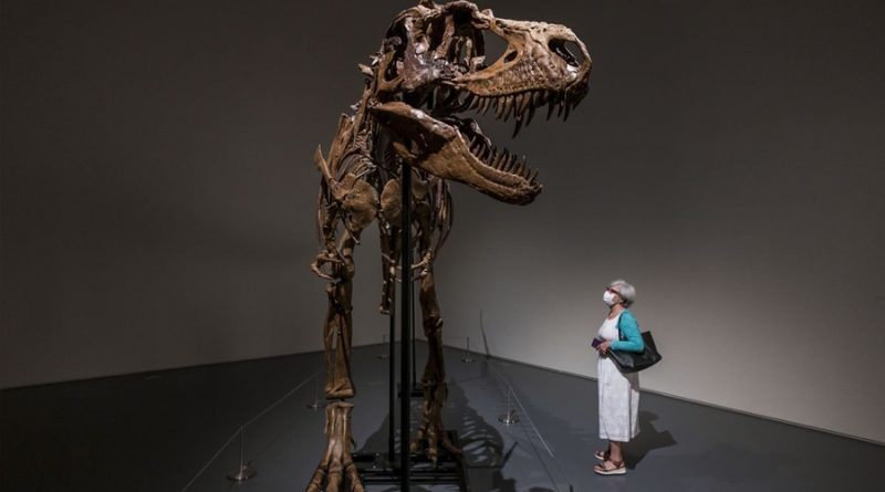 Sale a subasta el esqueleto de un dinosaurio de 77 millones de años