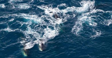 Captan 150 ballenas juntas para comer, récord desde el fin de su caza