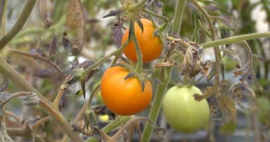 'Tomafrán': tomate y azafrán se dan la mano en un híbrido genético que podría prevenir el alzhéimer