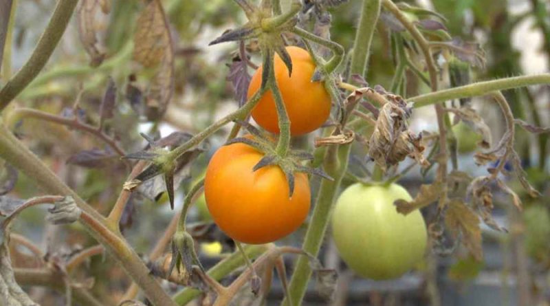 'Tomafrán': tomate y azafrán se dan la mano en un híbrido genético que podría prevenir el alzhéimer