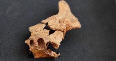 Hallada en Atapuerca la cara del humano más antiguo de Europa