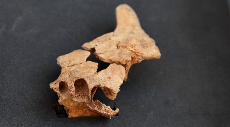 Hallada en Atapuerca la cara del humano más antiguo de Europa