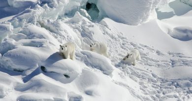 Osos polares: conoce a esta sorprendente subpoblación que desafía al cambio climático