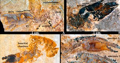 Científicos estudian crustáceos fósiles de México de hasta 100 millones de años