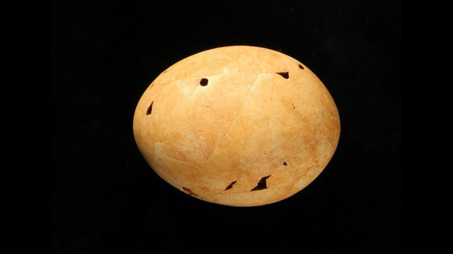 Controvertido huevo prehistórico identificado como el último ‘pato de la muerte del demonio’
