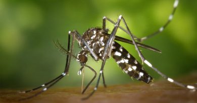 Mosquito tigre: ¿Por qué es peligroso y qué hacer ante su picadura?