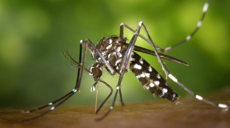 Mosquito tigre: ¿Por qué es peligroso y qué hacer ante su picadura?