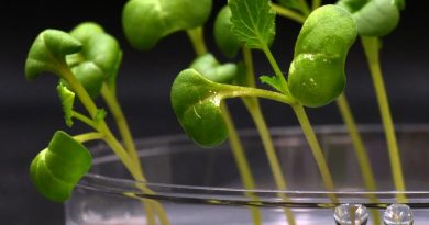 Científicos descubren cómo cultivar plantas en total oscuridad