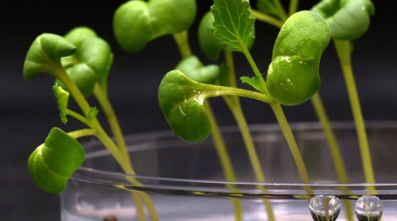 Científicos descubren cómo cultivar plantas en total oscuridad