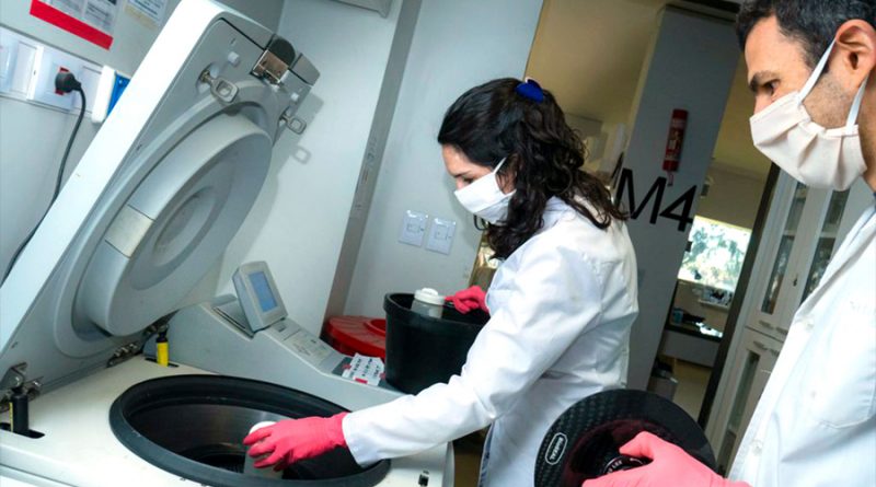 Cómo es el nuevo tratamiento contra el virus de la chikungunya que desarrollan investigadores argentinos