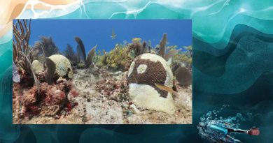 Luchan los científicos mexicanos para salvar a los corales en el Caribe