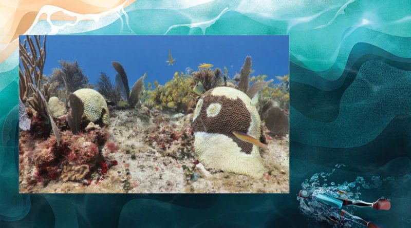 Luchan los científicos mexicanos para salvar a los corales en el Caribe
