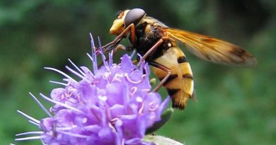 Existen genes clave para los insectos migratorios