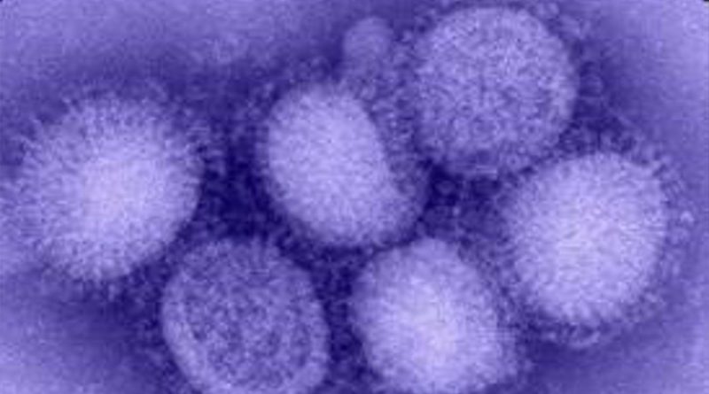 Una nueva vacuna universal contra la gripe B induce una protección amplia y sostenida