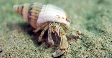 Descubren tres nuevas especies de cangrejo en aguas andaluzas