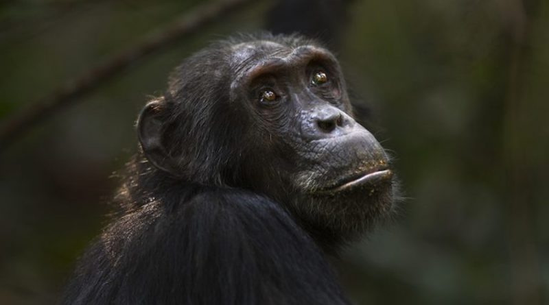 Captan a chimpancés haciendo pozos en la selva, para filtrar agua limpia en África